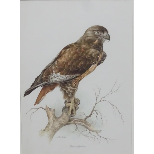 59 - After Wilhelm Buhler (1924-2004) German, 4 coloured engravings, Asia-outs ( Long Eared Owl ), Accipi... 