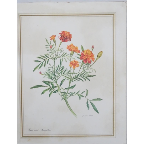 69 - Botanical Prints, 14 hand coloured aquatints and prints, The largest 14 1/2'' x 14 1/2''