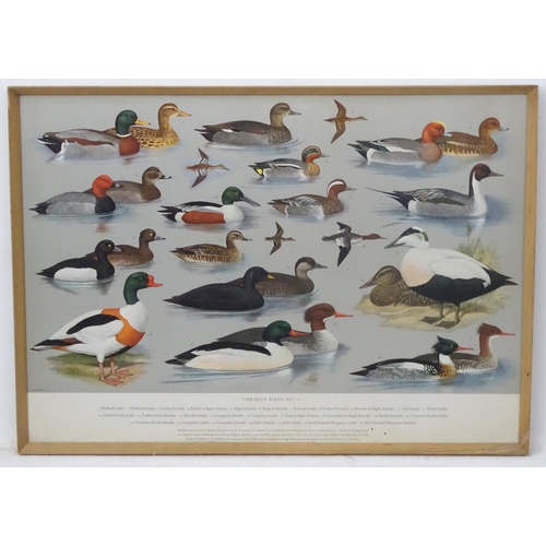 70A - Royal Society Protection of Birds after HJ Slyper 1960/61, 4 1960 British Bird identification poster... 