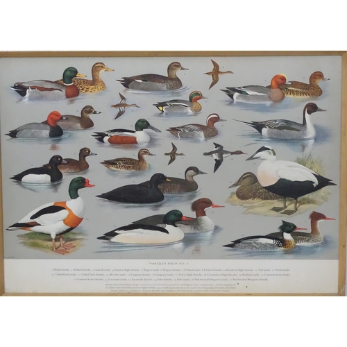 70A - Royal Society Protection of Birds after HJ Slyper 1960/61, 4 1960 British Bird identification poster... 