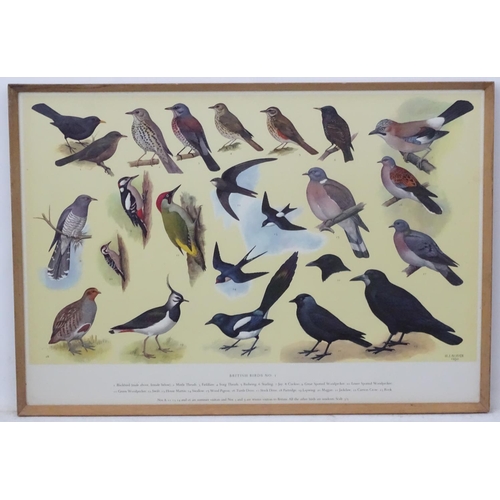 70A - Royal Society Protection of Birds after HJ Slyper 1960/61, 4 1960 British Bird identification poster... 