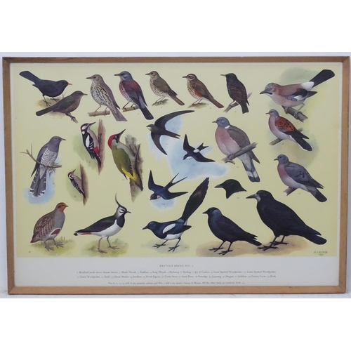 70A - Royal Society Protection of Birds after HJ Slyper 1960/61, 4 1960 British Bird identification poster... 