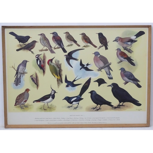 70A - Royal Society Protection of Birds after HJ Slyper 1960/61, 4 1960 British Bird identification poster... 