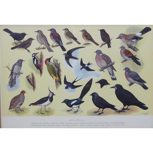 70A - Royal Society Protection of Birds after HJ Slyper 1960/61, 4 1960 British Bird identification poster... 