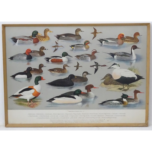 70A - Royal Society Protection of Birds after HJ Slyper 1960/61, 4 1960 British Bird identification poster... 