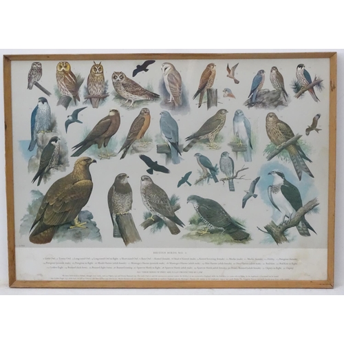 70A - Royal Society Protection of Birds after HJ Slyper 1960/61, 4 1960 British Bird identification poster... 