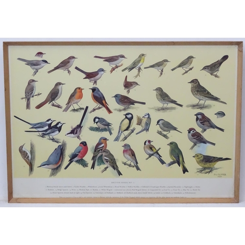 70A - Royal Society Protection of Birds after HJ Slyper 1960/61, 4 1960 British Bird identification poster... 