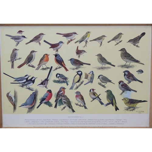 70A - Royal Society Protection of Birds after HJ Slyper 1960/61, 4 1960 British Bird identification poster... 