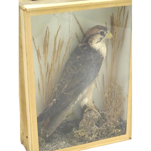 72 - Taxidermy: An early 20thC cased mount of a Merlin, posed within a natural setting, bearing interior ... 