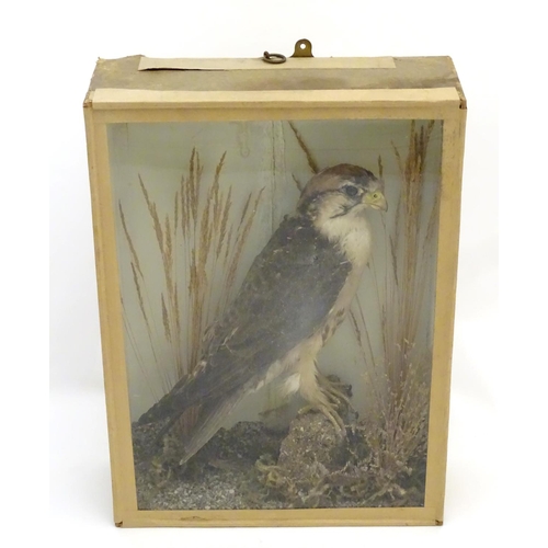 72 - Taxidermy: An early 20thC cased mount of a Merlin, posed within a natural setting, bearing interior ... 