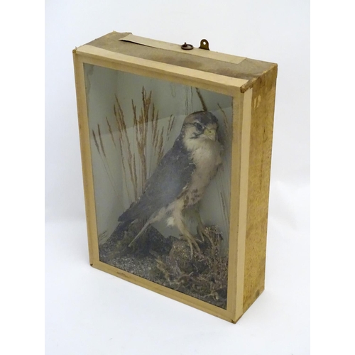 72 - Taxidermy: An early 20thC cased mount of a Merlin, posed within a natural setting, bearing interior ... 