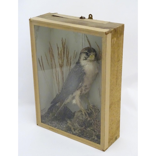 72 - Taxidermy: An early 20thC cased mount of a Merlin, posed within a natural setting, bearing interior ... 