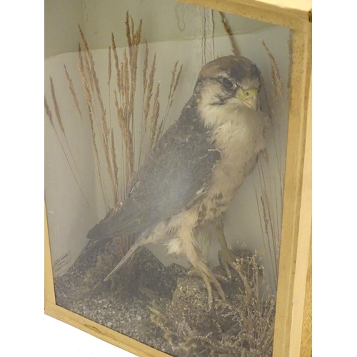 72 - Taxidermy: An early 20thC cased mount of a Merlin, posed within a natural setting, bearing interior ... 