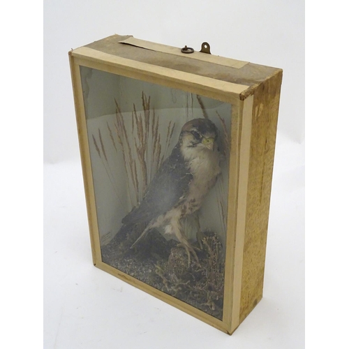 72 - Taxidermy: An early 20thC cased mount of a Merlin, posed within a natural setting, bearing interior ... 