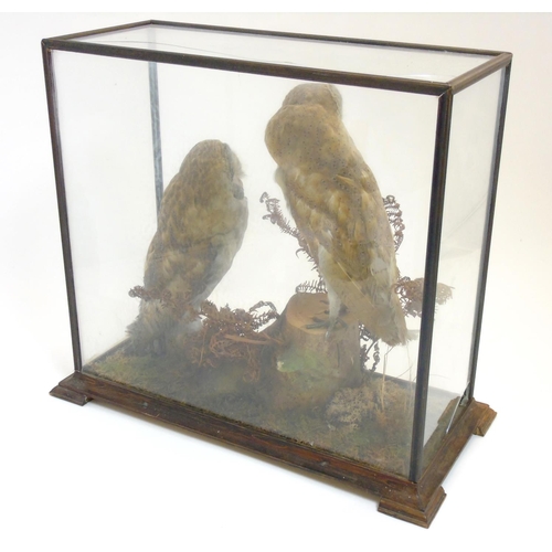 73 - Taxidermy: An early 20thC cased mount of a pair of Barn Owls, posed within a natural setting, the ca... 