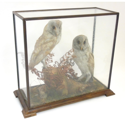 73 - Taxidermy: An early 20thC cased mount of a pair of Barn Owls, posed within a natural setting, the ca... 