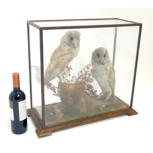 73 - Taxidermy: An early 20thC cased mount of a pair of Barn Owls, posed within a natural setting, the ca... 