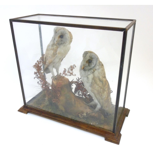 73 - Taxidermy: An early 20thC cased mount of a pair of Barn Owls, posed within a natural setting, the ca... 