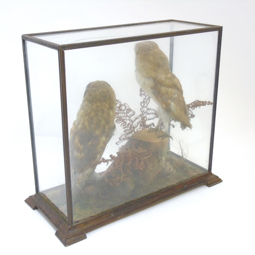 73 - Taxidermy: An early 20thC cased mount of a pair of Barn Owls, posed within a natural setting, the ca... 