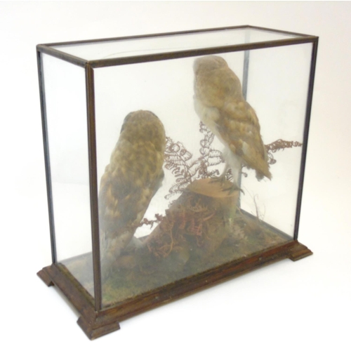 73 - Taxidermy: An early 20thC cased mount of a pair of Barn Owls, posed within a natural setting, the ca... 