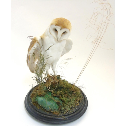 74 - Taxidermy : A c1900 Barn Owl , mounted within natural setting with wings outstretched and clutching ... 