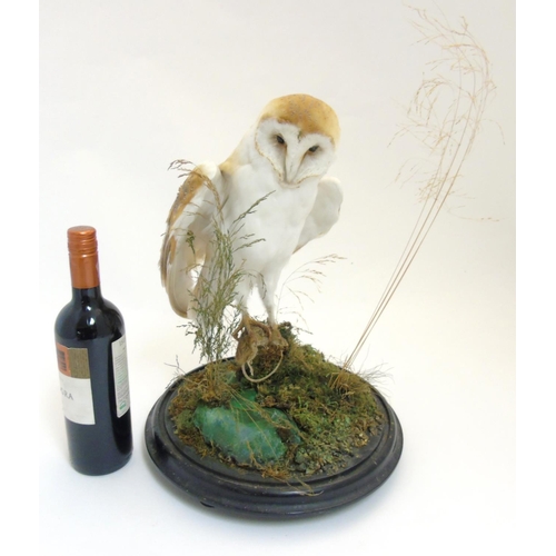 74 - Taxidermy : A c1900 Barn Owl , mounted within natural setting with wings outstretched and clutching ... 