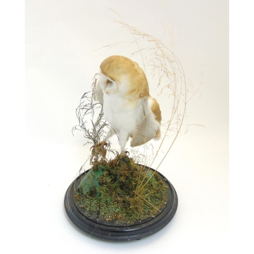 74 - Taxidermy : A c1900 Barn Owl , mounted within natural setting with wings outstretched and clutching ... 