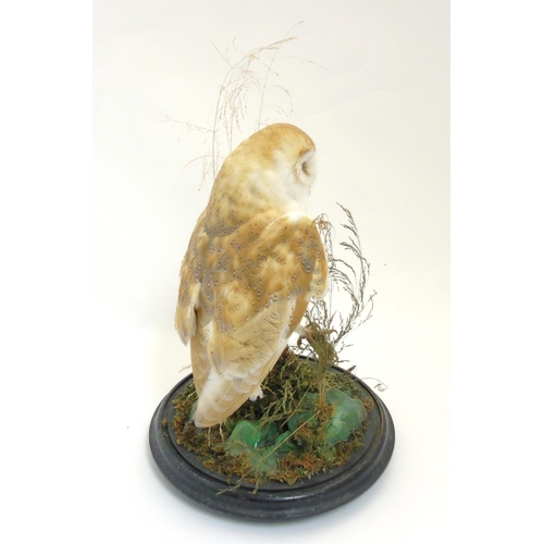 74 - Taxidermy : A c1900 Barn Owl , mounted within natural setting with wings outstretched and clutching ... 