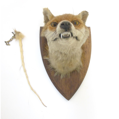 76 - Taxidermy : A W Ecutt , Newport : A Fox Mask mounted on an oak shield plinth, 12'' tall  Notice to I... 