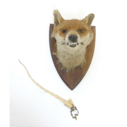 76 - Taxidermy : A W Ecutt , Newport : A Fox Mask mounted on an oak shield plinth, 12'' tall  Notice to I... 