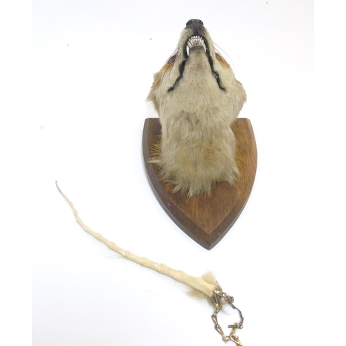 76 - Taxidermy : A W Ecutt , Newport : A Fox Mask mounted on an oak shield plinth, 12'' tall  Notice to I... 