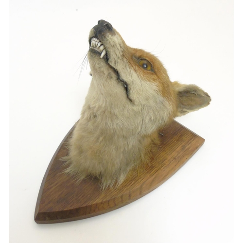 76 - Taxidermy : A W Ecutt , Newport : A Fox Mask mounted on an oak shield plinth, 12'' tall  Notice to I... 