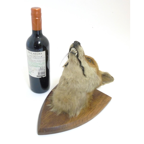 76 - Taxidermy : A W Ecutt , Newport : A Fox Mask mounted on an oak shield plinth, 12'' tall  Notice to I... 