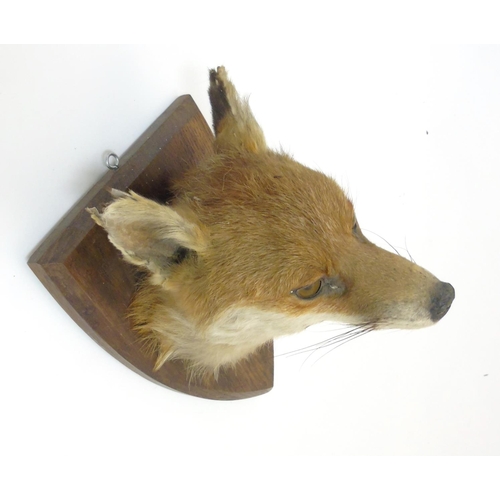 76 - Taxidermy : A W Ecutt , Newport : A Fox Mask mounted on an oak shield plinth, 12'' tall  Notice to I... 