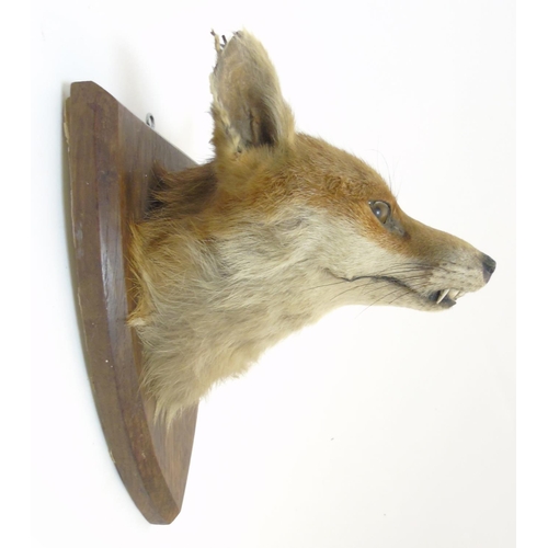 76 - Taxidermy : A W Ecutt , Newport : A Fox Mask mounted on an oak shield plinth, 12'' tall  Notice to I... 