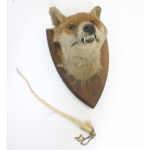 76 - Taxidermy : A W Ecutt , Newport : A Fox Mask mounted on an oak shield plinth, 12'' tall  Notice to I... 