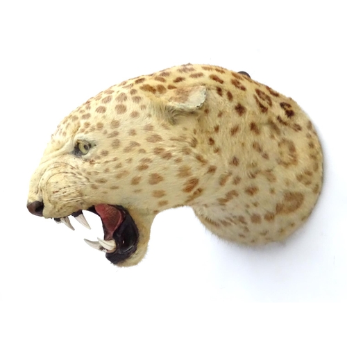 78 - Taxidermy: A late 19thC head mount of a Leopard, posed with mouth open, mounted onto a wooden backin... 