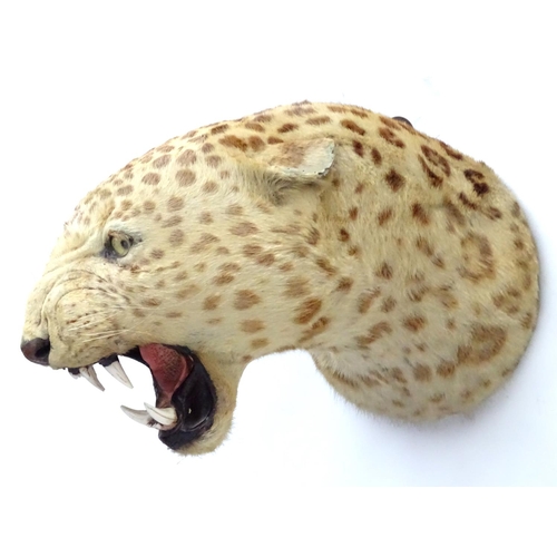 78 - Taxidermy: A late 19thC head mount of a Leopard, posed with mouth open, mounted onto a wooden backin... 