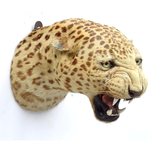 78 - Taxidermy: A late 19thC head mount of a Leopard, posed with mouth open, mounted onto a wooden backin... 