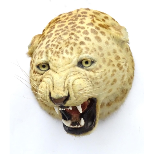 78 - Taxidermy: A late 19thC head mount of a Leopard, posed with mouth open, mounted onto a wooden backin... 