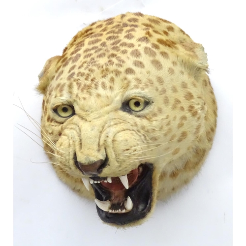 78 - Taxidermy: A late 19thC head mount of a Leopard, posed with mouth open, mounted onto a wooden backin... 