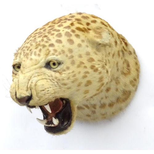 78 - Taxidermy: A late 19thC head mount of a Leopard, posed with mouth open, mounted onto a wooden backin... 