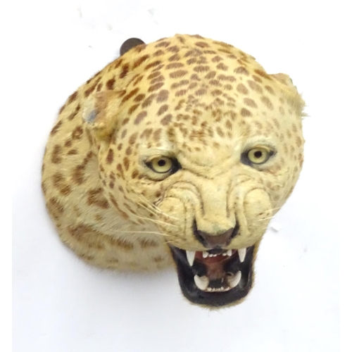 78 - Taxidermy: A late 19thC head mount of a Leopard, posed with mouth open, mounted onto a wooden backin... 