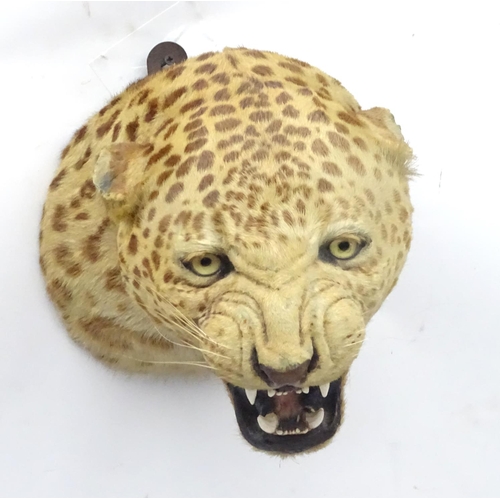 78 - Taxidermy: A late 19thC head mount of a Leopard, posed with mouth open, mounted onto a wooden backin... 