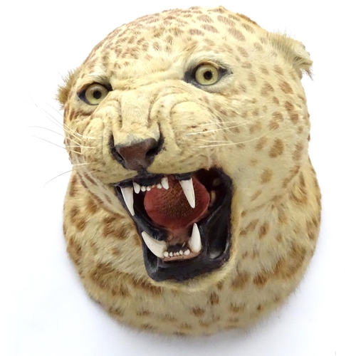 78 - Taxidermy: A late 19thC head mount of a Leopard, posed with mouth open, mounted onto a wooden backin... 