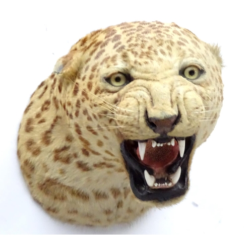 78 - Taxidermy: A late 19thC head mount of a Leopard, posed with mouth open, mounted onto a wooden backin... 