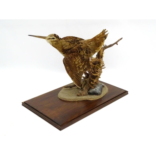 80 - Taxidermy: A cased mount of a woodcock by Nigel Lucas, posed flushing, affixed to a branch with fern... 