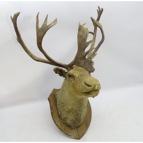 85 - Taxidermy: An imposing 19thC head mount of a Caribou, affixed to an oak shield, the whole 33 3/4'' w... 