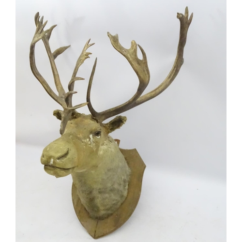 85 - Taxidermy: An imposing 19thC head mount of a Caribou, affixed to an oak shield, the whole 33 3/4'' w... 