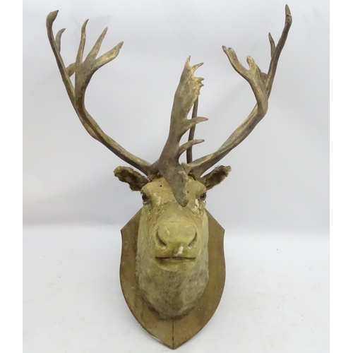 85 - Taxidermy: An imposing 19thC head mount of a Caribou, affixed to an oak shield, the whole 33 3/4'' w... 